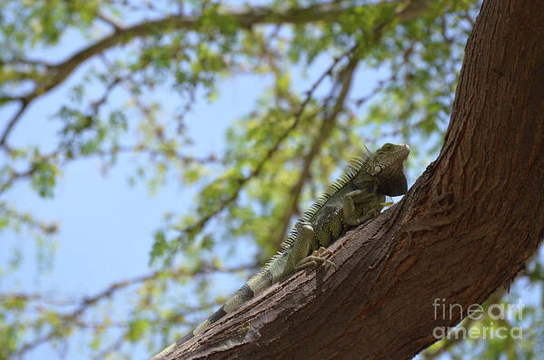 Iguana Poster featuring the photograph Green Iguana Climbing up the Trunk of a Tree by DejaVu Designs