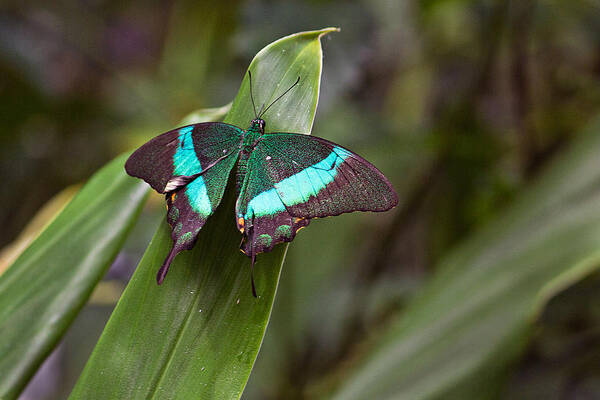 Insect Poster featuring the photograph Green Moss Peacock Butterfly by Peter J Sucy