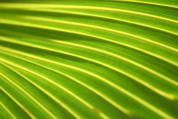 Abstract Poster featuring the photograph Green Palm Leaf by Anita Parker