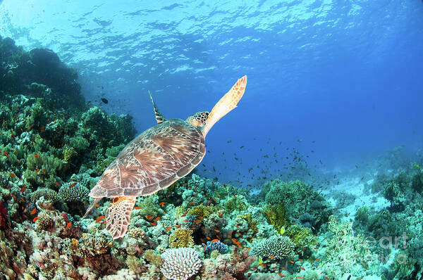 Green Poster featuring the photograph Green sea turtle by Hagai Nativ