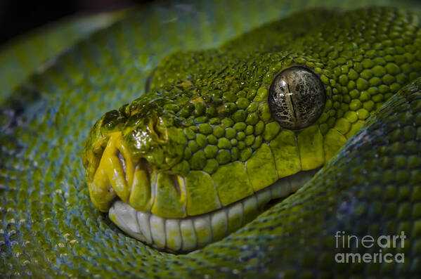 Green Snake Poster featuring the photograph Green Snake by Andrea Silies