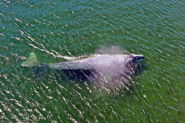Photograph Poster featuring the photograph Grey Whale by Richard Gehlbach