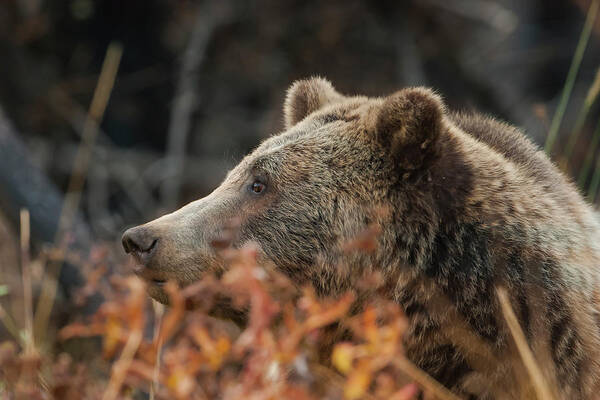 Mark Miller Photos Poster featuring the photograph Grizzly Bear Portrait in Fall by Mark Miller
