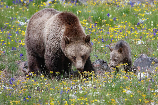 Mark Miller Photos Poster featuring the photograph Grizzly Sow and Cub in Summer Flowers by Mark Miller