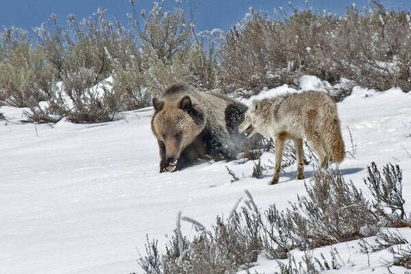 Grizzly Poster featuring the photograph Grizzly With Coyote by Gary Beeler