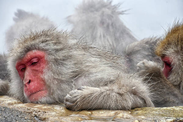 Snow Monkey Poster featuring the photograph Grooming by Kuni Photography