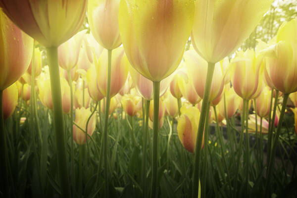 Tulip Poster featuring the photograph Growing Tulips by Anastasy Yarmolovich