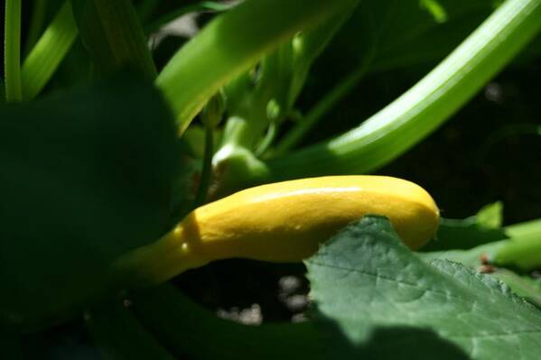 Photography Poster featuring the photograph Growing Yellow Squash by Barbara S Nickerson