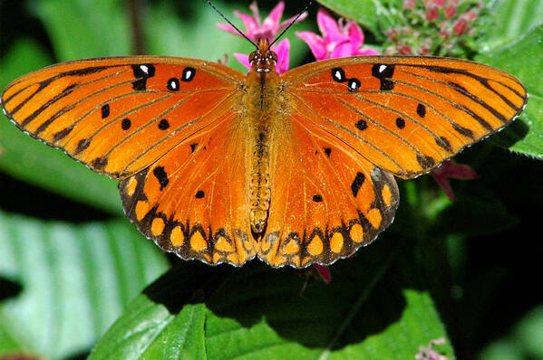 Gulf Poster featuring the photograph Gulf Fritillary 4 by David Weeks