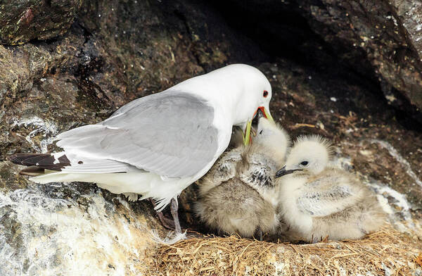 Alaska Poster featuring the photograph Gull Chicks Being Fed by Joni Eskridge