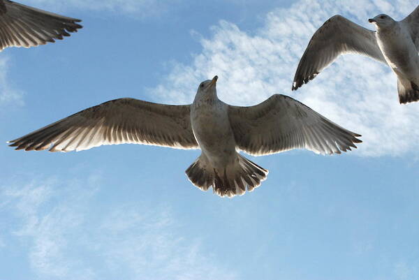 Seagulls Poster featuring the photograph Gulls 49 by Joyce StJames