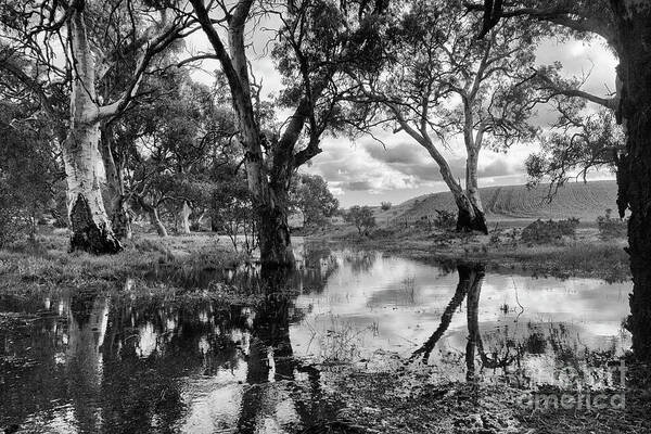 Gum Trees Poster featuring the photograph Gum Creek by Douglas Barnard