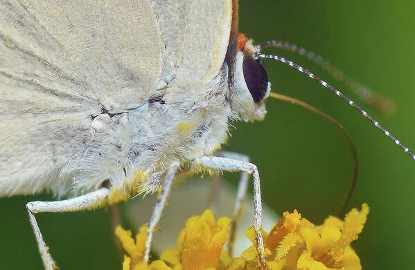Photograph Poster featuring the photograph Hairstreak Closeup by Larah McElroy