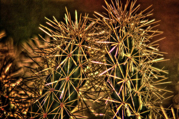 Arizona Poster featuring the photograph Hanging Fruit Cholla Spine Detail by Roger Passman