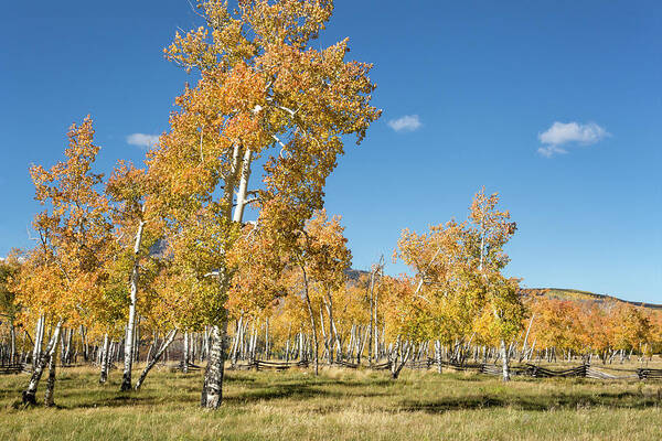 Aspens Poster featuring the photograph Happy Aspen Grove by Denise Bush