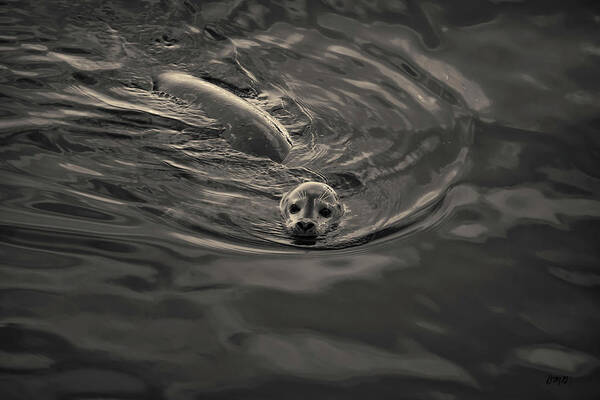 Seal Poster featuring the photograph Harbor Seal IV Toned by David Gordon