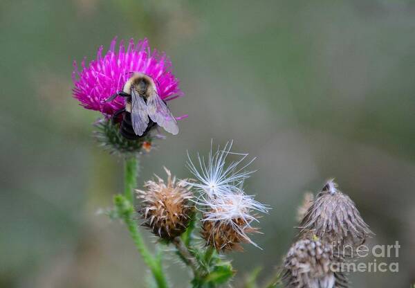 Thistle Poster featuring the photograph Harmony by Cindy Manero