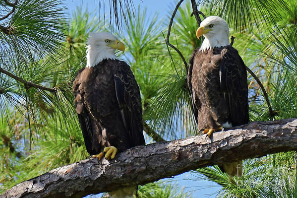 Bald Eagles Poster featuring the photograph Harriet and M15 love birds by Liz Grindstaff