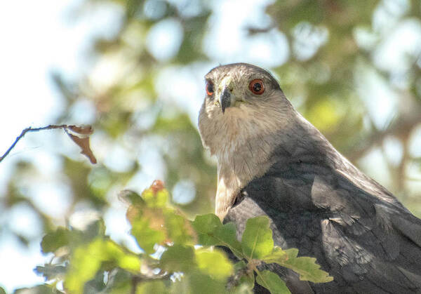  Poster featuring the photograph Hawk 3 by Wendy Carrington