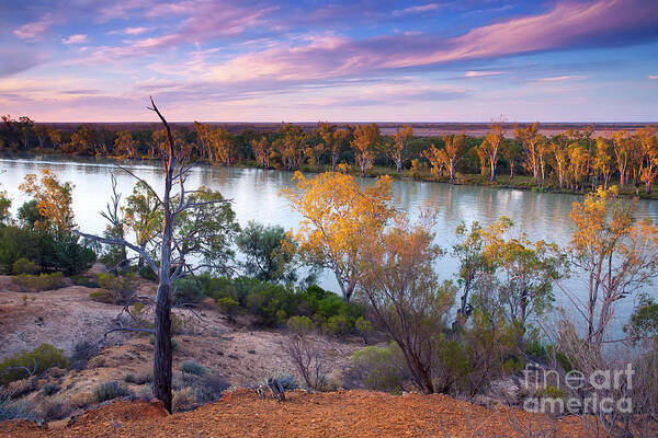 Murray River Heading Cliffs South Australia Paringa Dusk Evening Sunset Landscape Australian Poster featuring the photograph Heading Cliffs Murray River South Australia by Bill Robinson