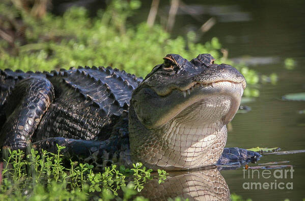 Gator Poster featuring the photograph Heads-Up Gator by Tom Claud