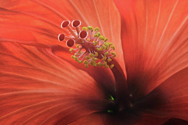 Hibiscus Poster featuring the photograph Heart Of Hibiscus by Terence Davis