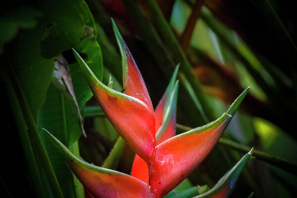 Colombia Poster featuring the photograph Heliconia Wagneriana Panaca Colombia by Adam Rainoff