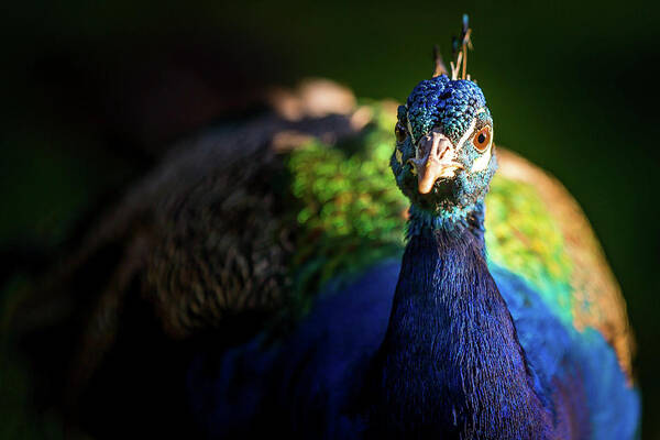 Peacock Poster featuring the photograph Hello Peacock by The Flying Photographer