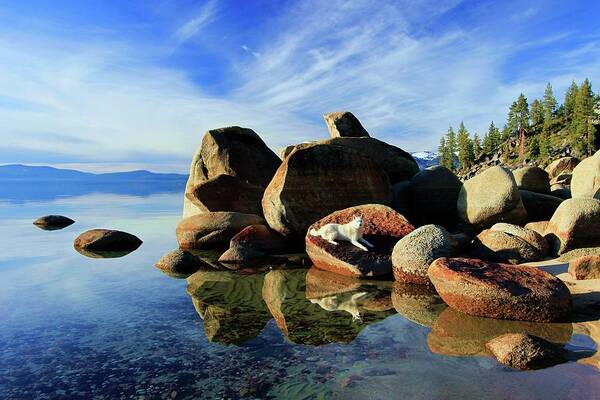 Lake Tahoe Poster featuring the photograph Hello Sekani by Sean Sarsfield
