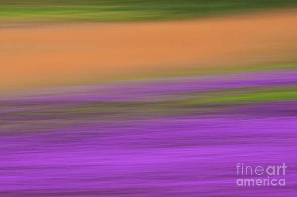 Abstract Poster featuring the photograph Henbit Abstract - D010049 by Daniel Dempster