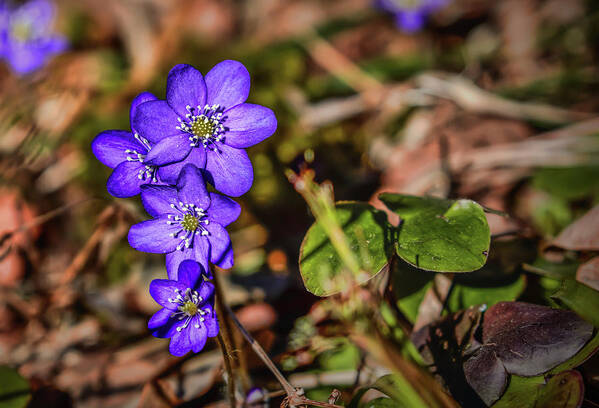 Hepatica Nobilis Poster featuring the photograph Hepatica nobilis #h4 by Leif Sohlman