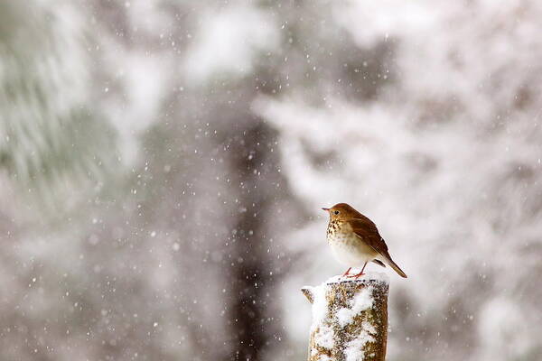 Hermit Thrush Poster featuring the photograph Hermit Thrush On Post In Snow by Daniel Reed