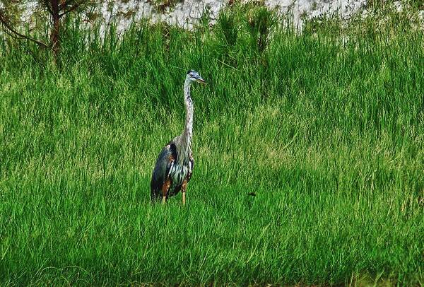Alabama Photographer Poster featuring the digital art Heron in the Grasses by Michael Thomas