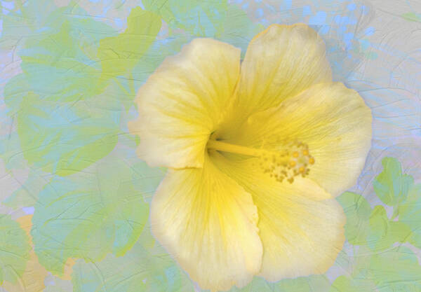 Flower Poster featuring the photograph Hibiscus in the Clouds by Ches Black