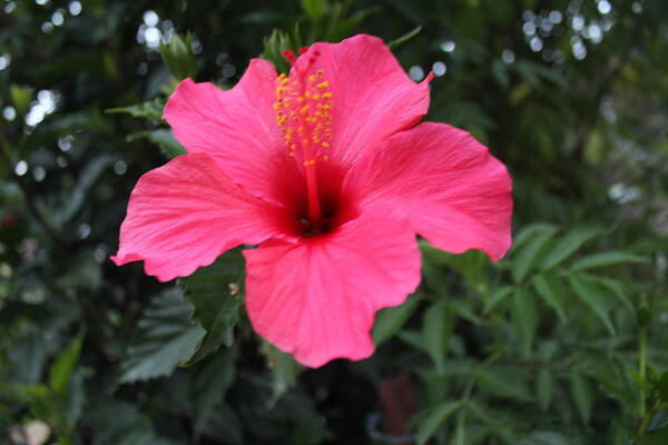 Hibiscus Poster featuring the photograph Hibiscus looking Flower, Kodaikanal by Jennifer Mazzucco