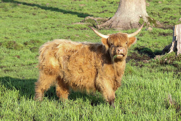 Cattle Poster featuring the photograph Highland Cattle Pose by Brook Burling