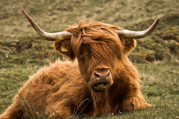Highland Cow Poster featuring the photograph Highland Cow Color by Justin Albrecht