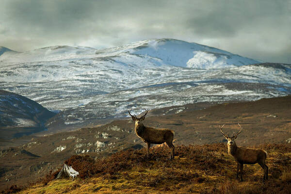  Red Deer Stags Poster featuring the photograph Highland Stags by Gavin Macrae