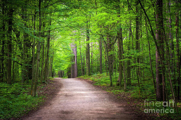 Trail Poster featuring the photograph Hiking trail in green forest by Elena Elisseeva