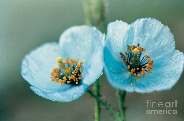 Himalayan Blue Poppy Poster featuring the photograph Himalayan Blue Poppy by American School