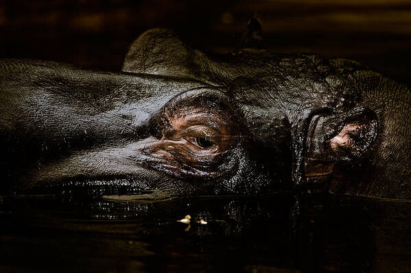 Animals Poster featuring the photograph Hippo by Joerg Lingnau