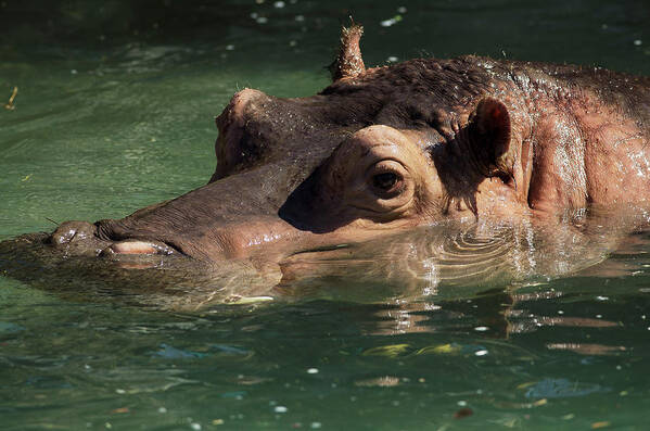 Hippopotamus Poster featuring the photograph Hippopotamus in Water by JT Lewis