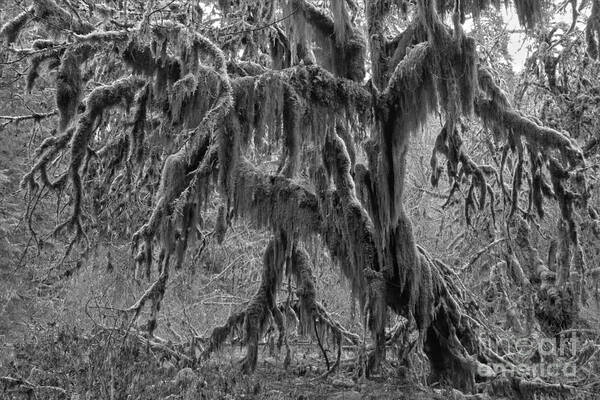Hoh Rainforest Poster featuring the photograph Hoh Rainforest Black And White by Adam Jewell