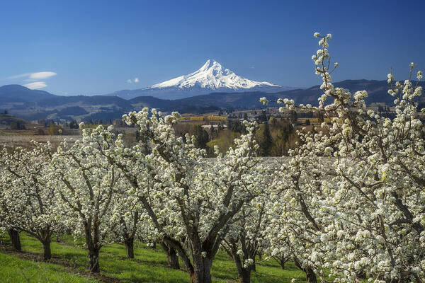 Mountain Poster featuring the photograph Hood River Valley in Bloom by Jon Ares