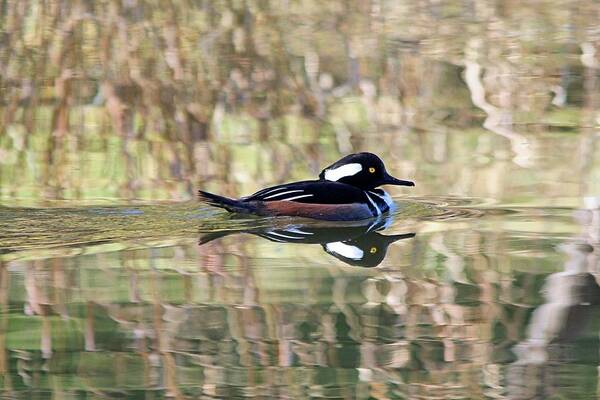 Duck Poster featuring the photograph Hooded Merganser by Elizabeth Budd