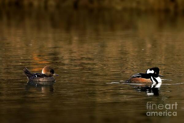 Wildlife Poster featuring the photograph Hooded Mergansers by Sheila Ping