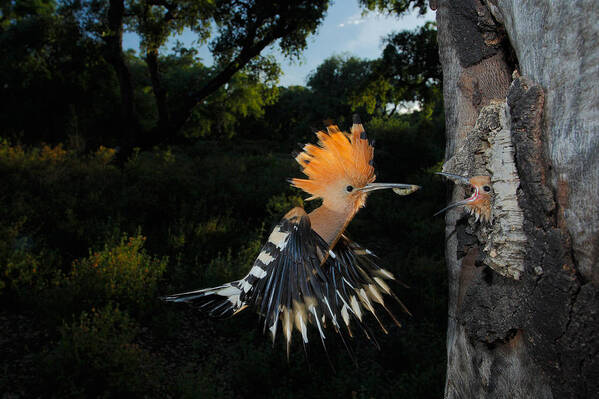 Hoopoe Poster featuring the photograph Hoopoe In Flight by Andres Miguel Dominguez