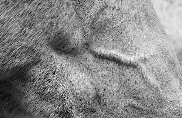 Photograph Poster featuring the photograph Horse Facial Muscle Study by Larah McElroy