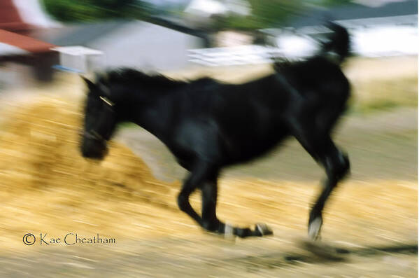 Horse Poster featuring the photograph Horse in Action by Kae Cheatham