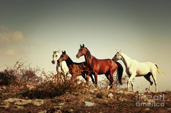 Horses Poster featuring the photograph Horses running stallions - Black and White by Dimitar Hristov